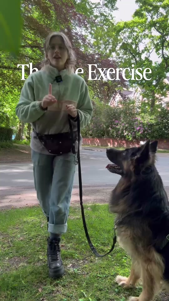 @Amelia the Dog Trainer