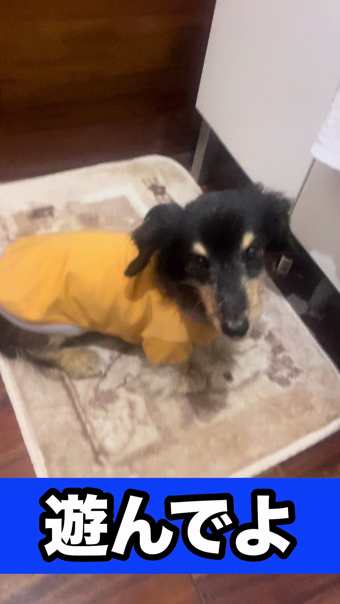 @藤原 政宗　動物好き❤️飛行機好き❤️