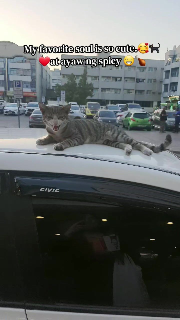 @🐾Feeding Stray Cats Daily🐈&zwj;⬛
