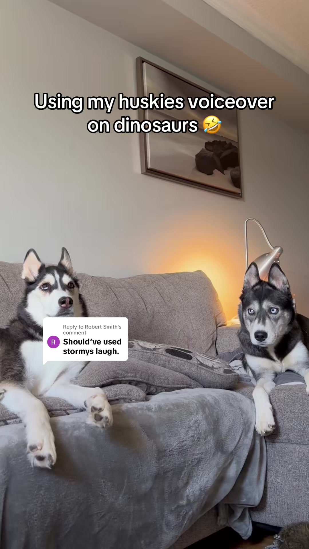 @Maya Husky 🐺