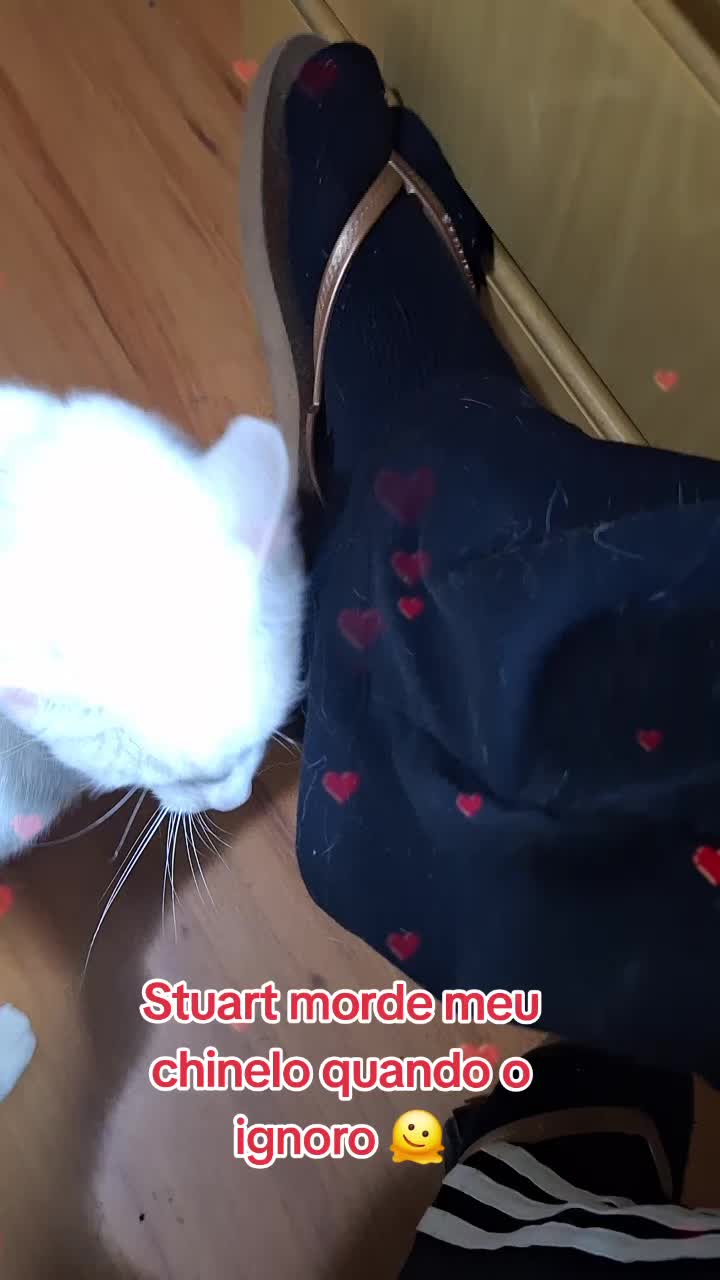 @MagdaAmoAnimais😾🐶🕊