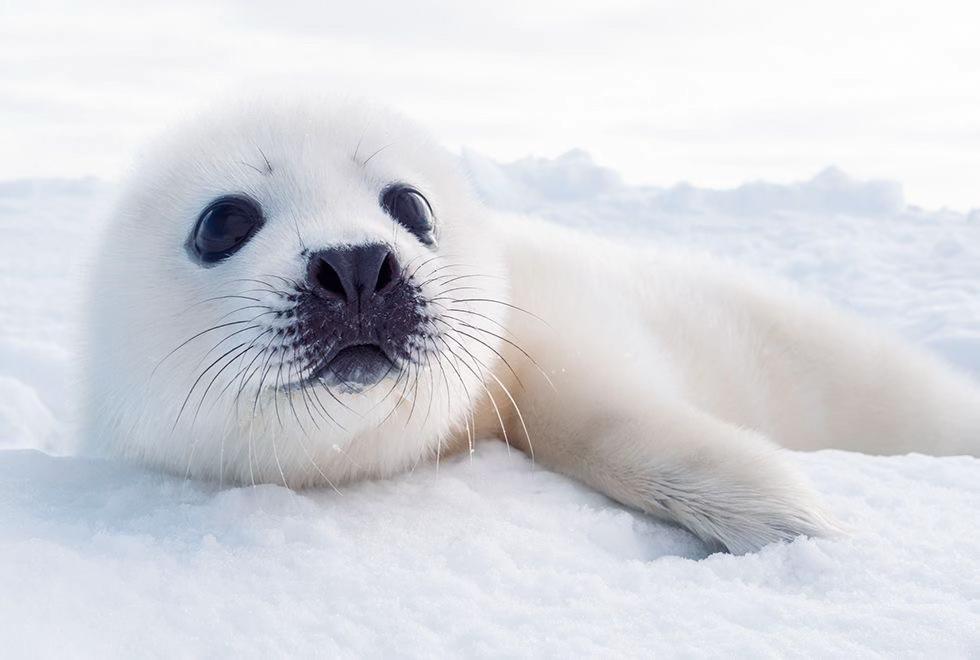 @seal lover 🦭⋆˚꩜｡⋆˚🩵