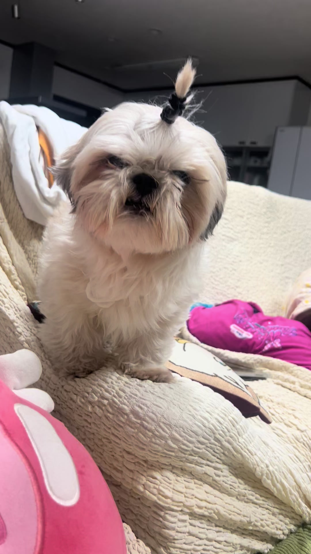 @人よりの犬