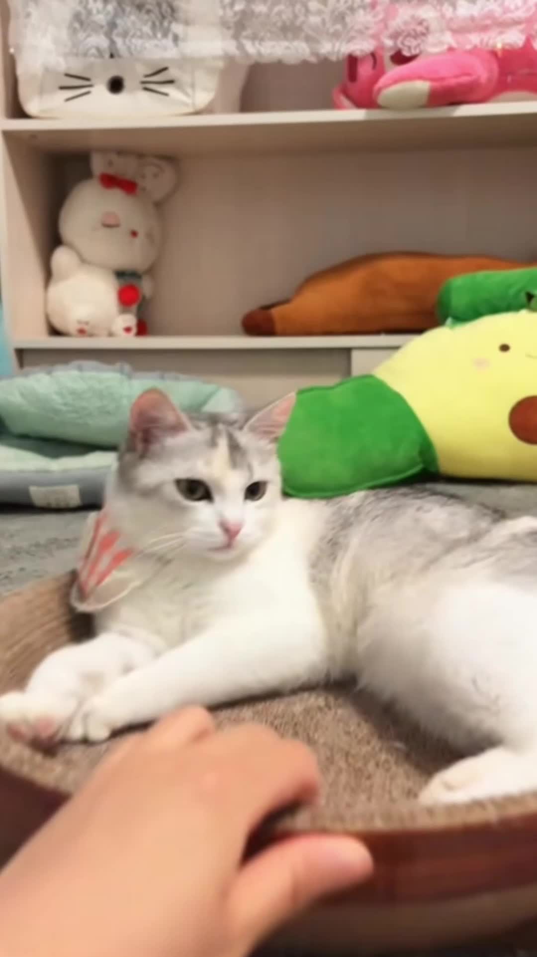 @Jackie❤️Shadow