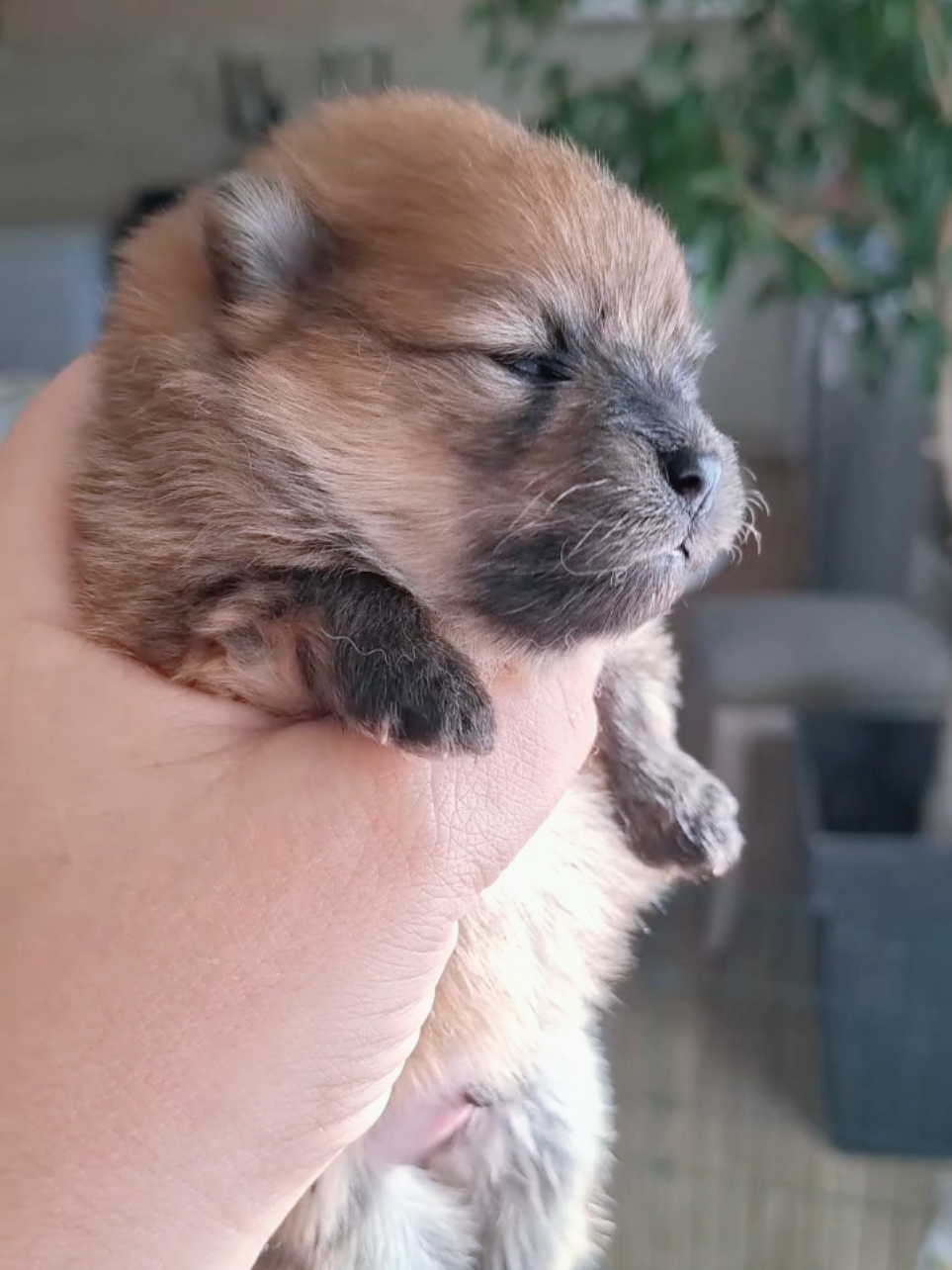 @Princess Candy Pomeranian