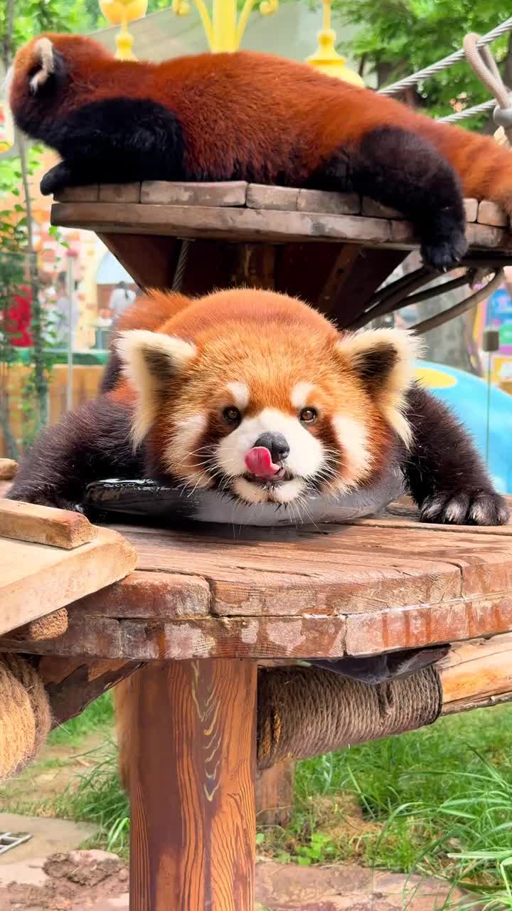 @littlepanda6487