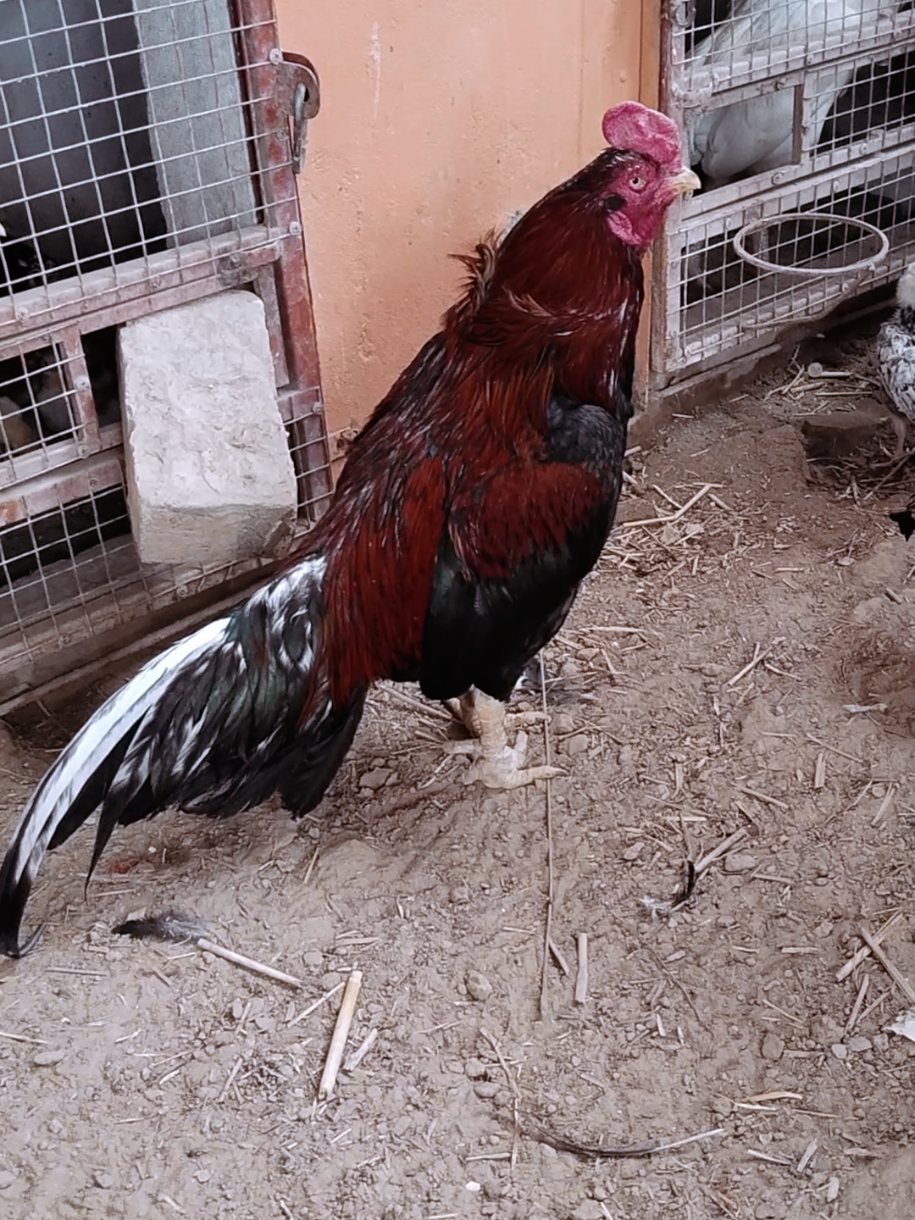 @Sajjad Aseel Farm