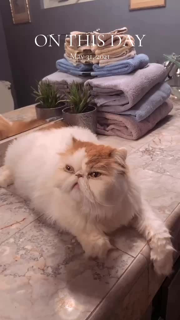@Gizmo&rsquo;z Bizmo