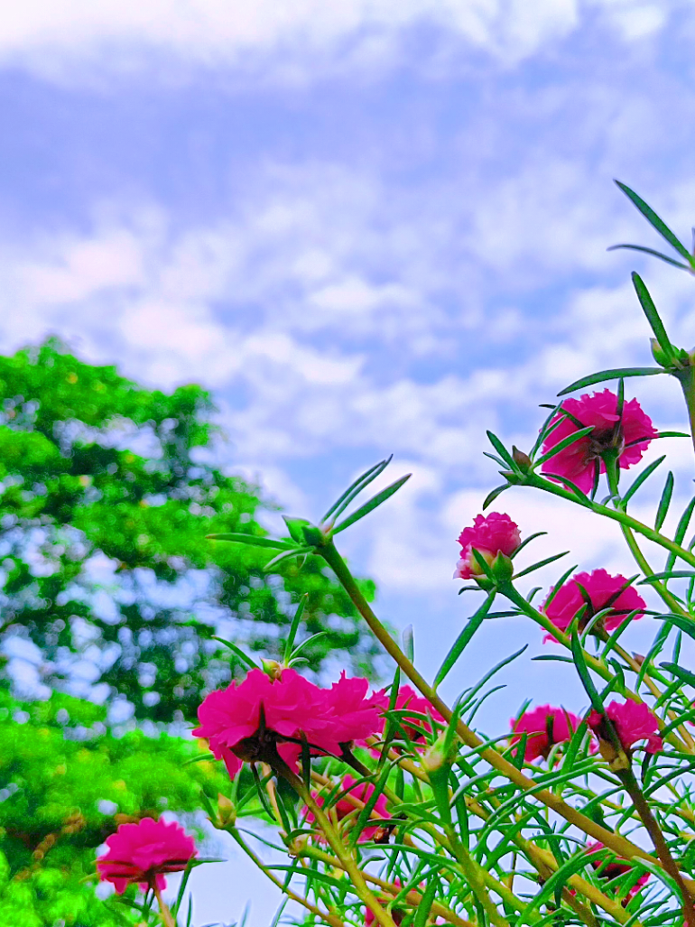 @🪺🦋বাংলার প্রকৃতি 🌾🌹