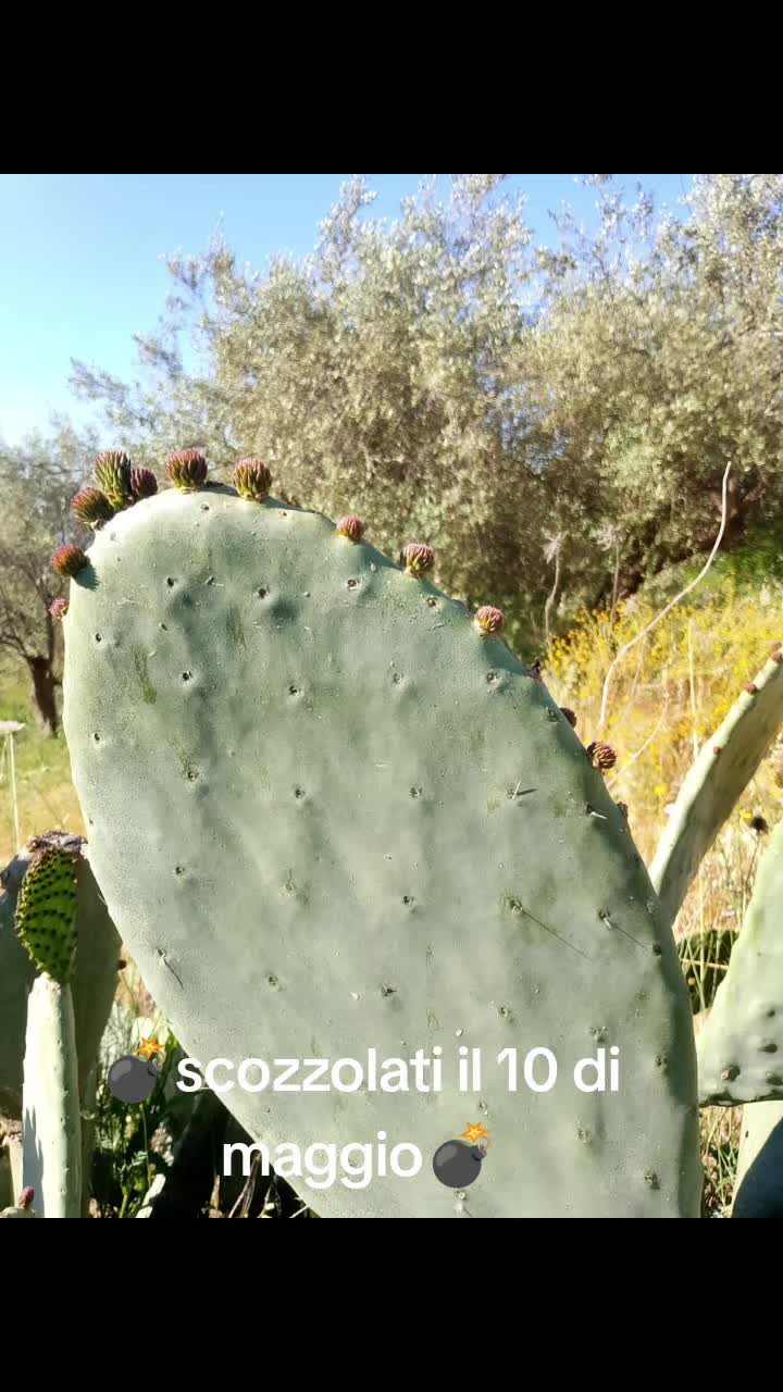 @Stefano Zagara