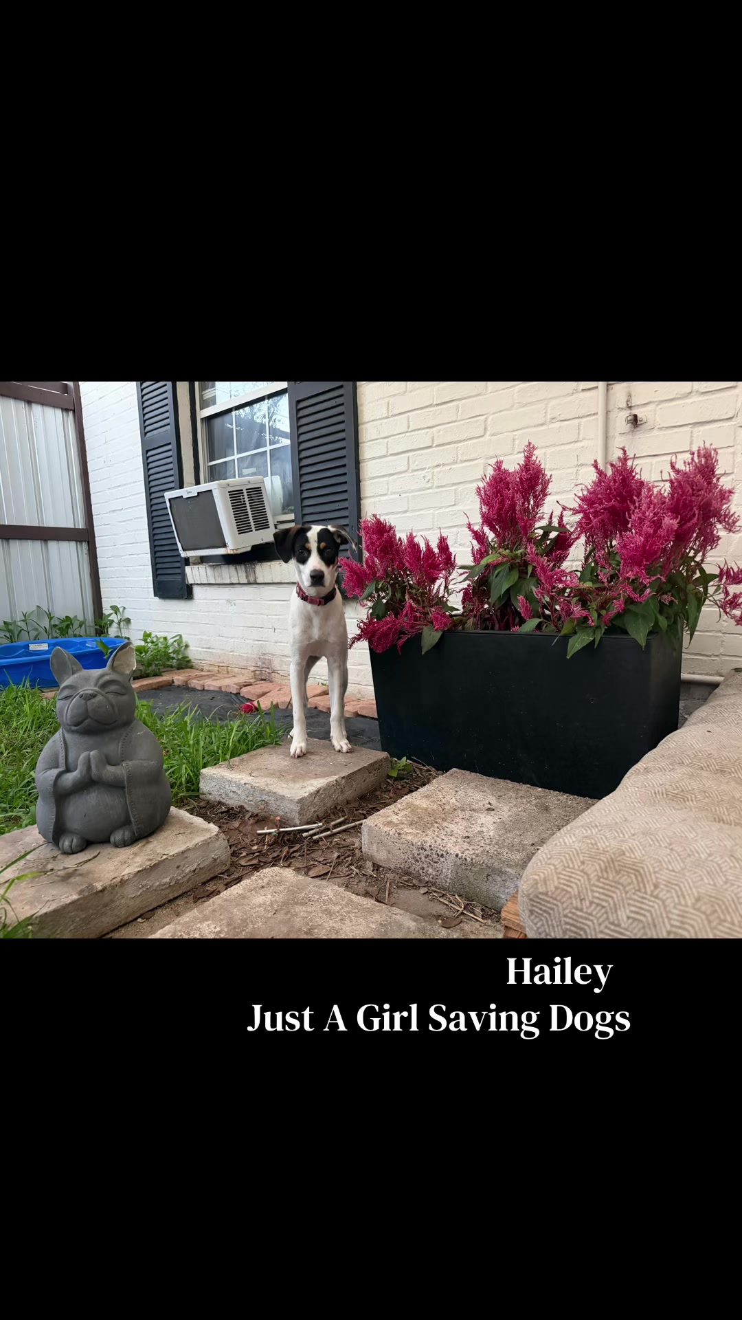 @Just A Girl Saving Dogs