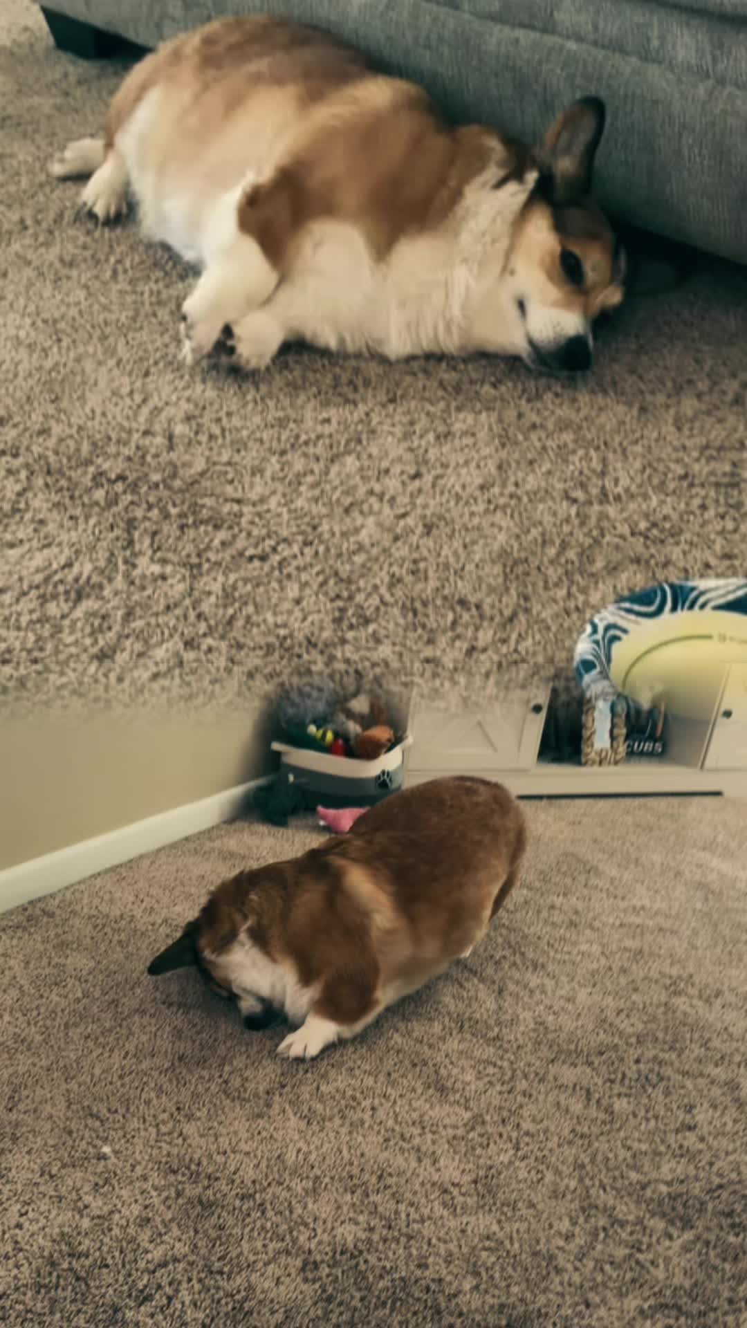 @Thorgi_thecorgi