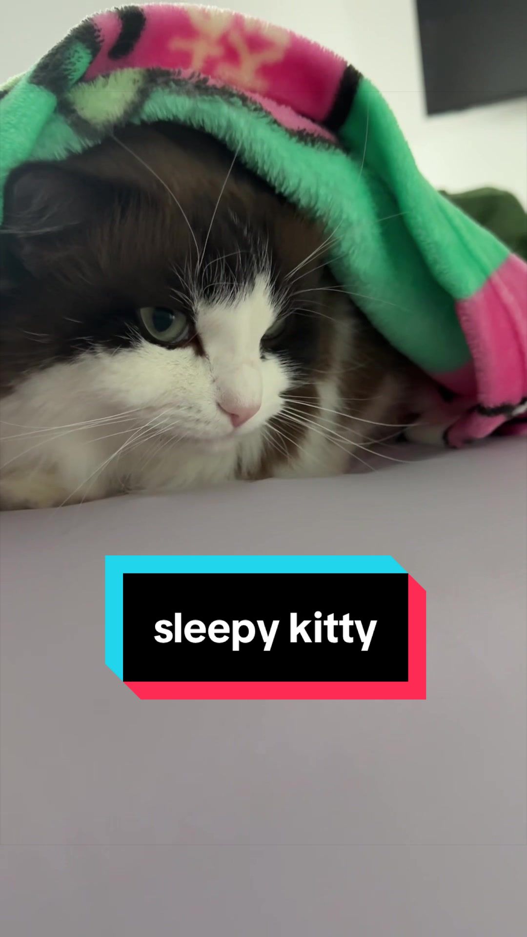 @Meredith Ragdoll Cat