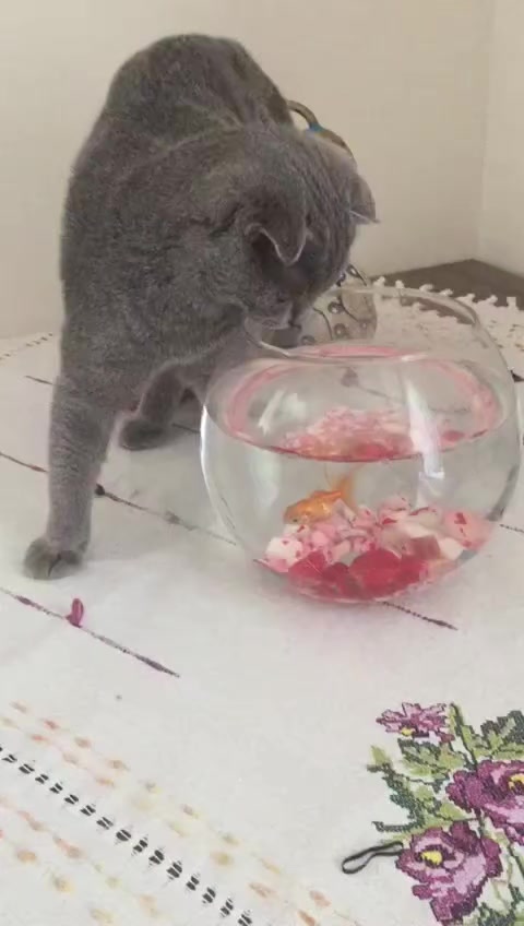 @BARIŞ YİĞİT