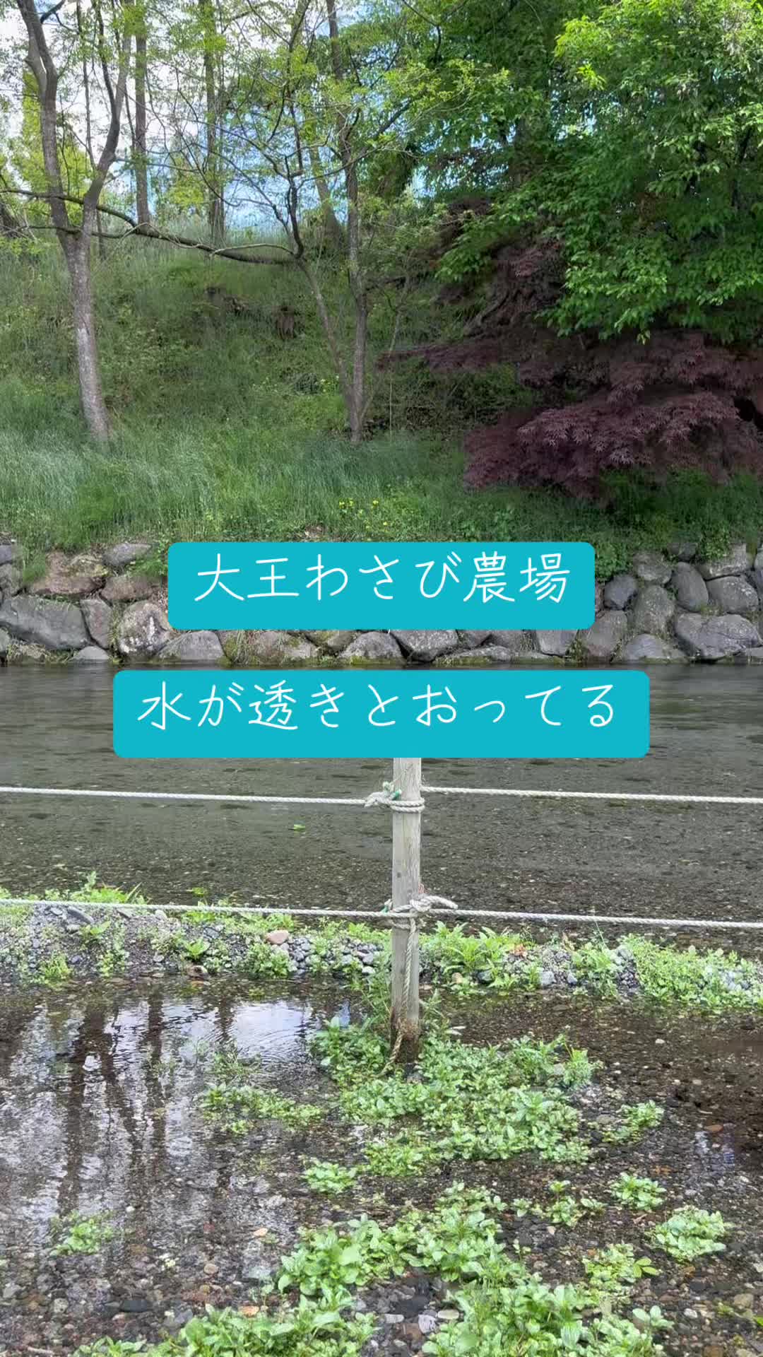 @とまぷー| カープカップル