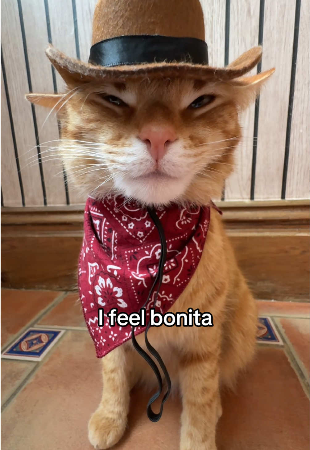 @Mittens
