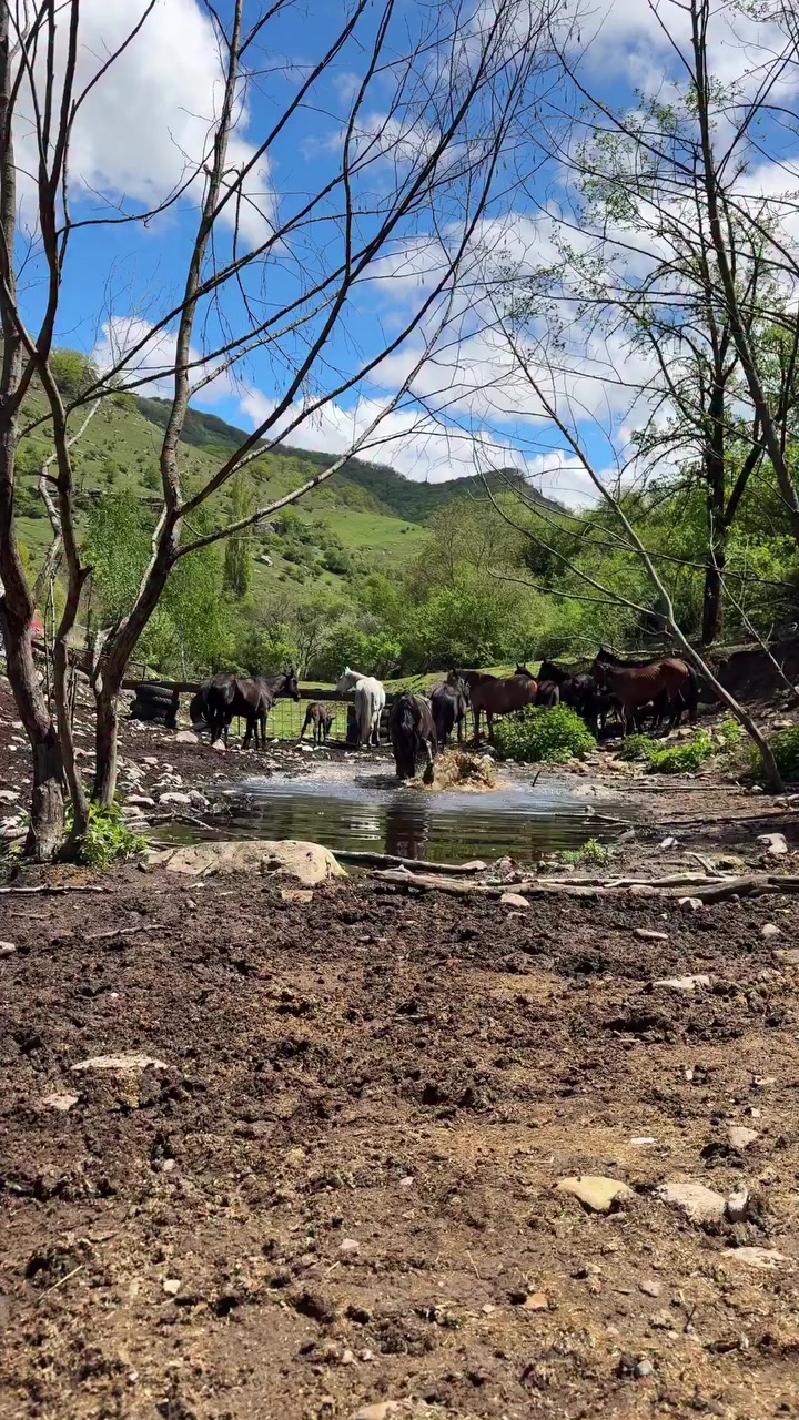 @Վաչե Գևորգյան