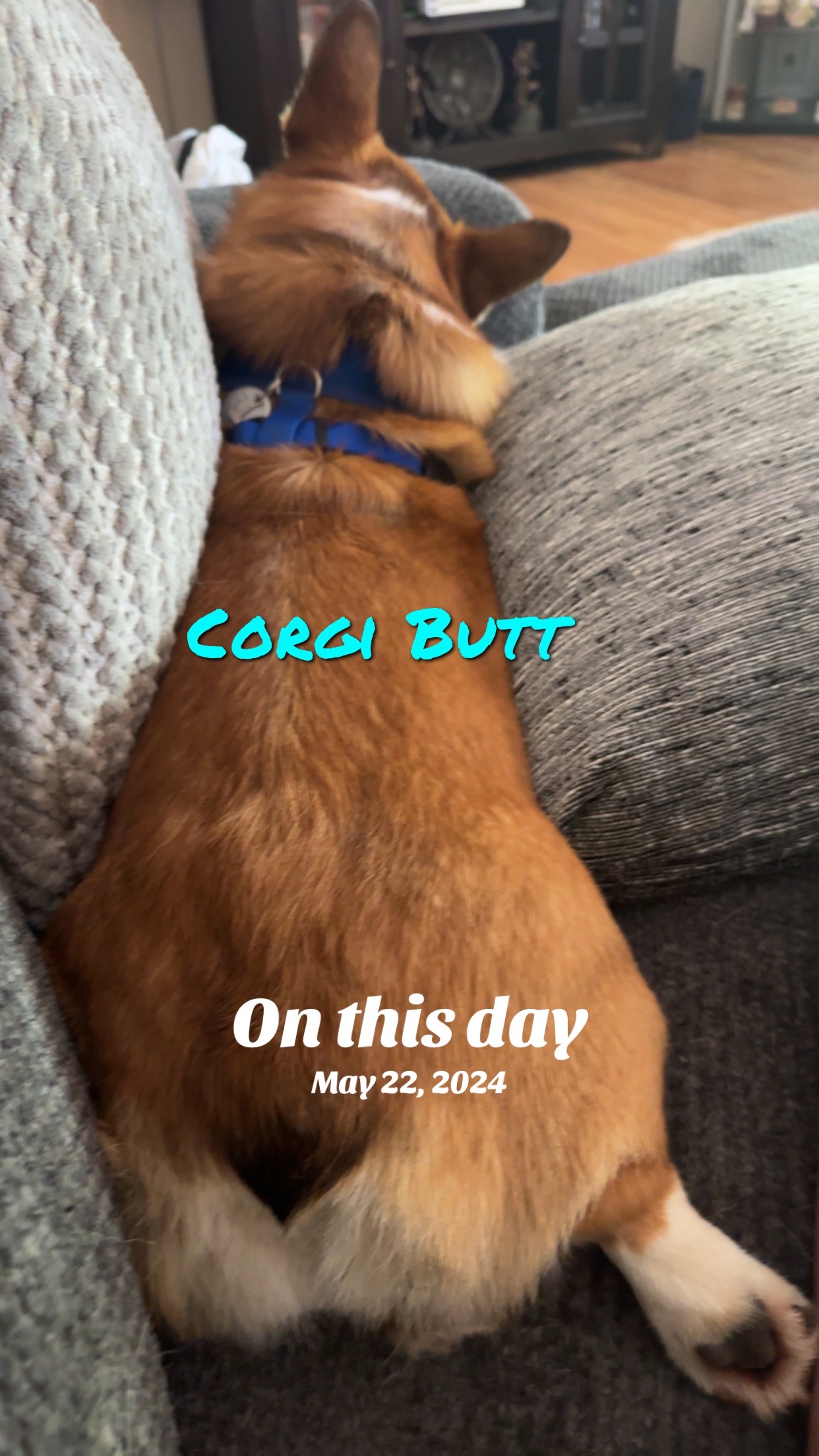 @Thorgi_thecorgi