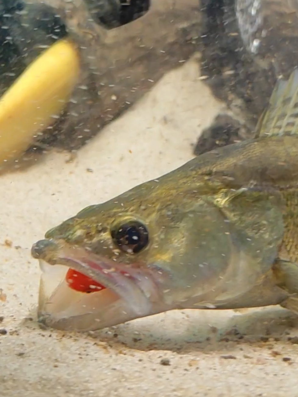 @predatoryfishtank