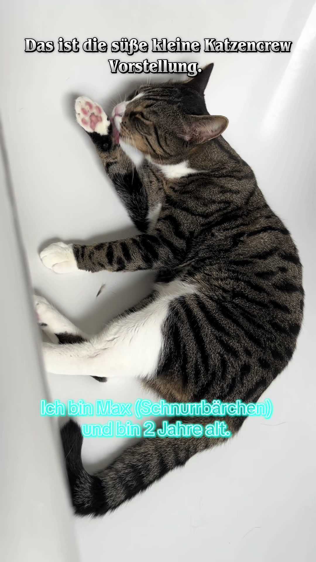 @Die s&uuml;&szlig;e kleine Katzencrew