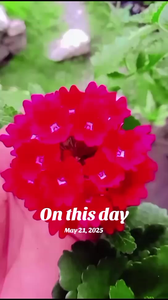 @नेहा राई