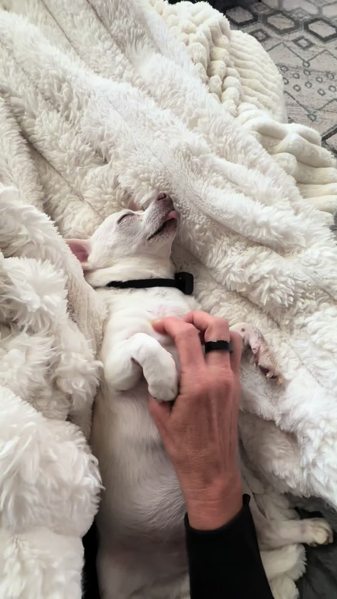 @Maximo Cornelius the Beefy Chi