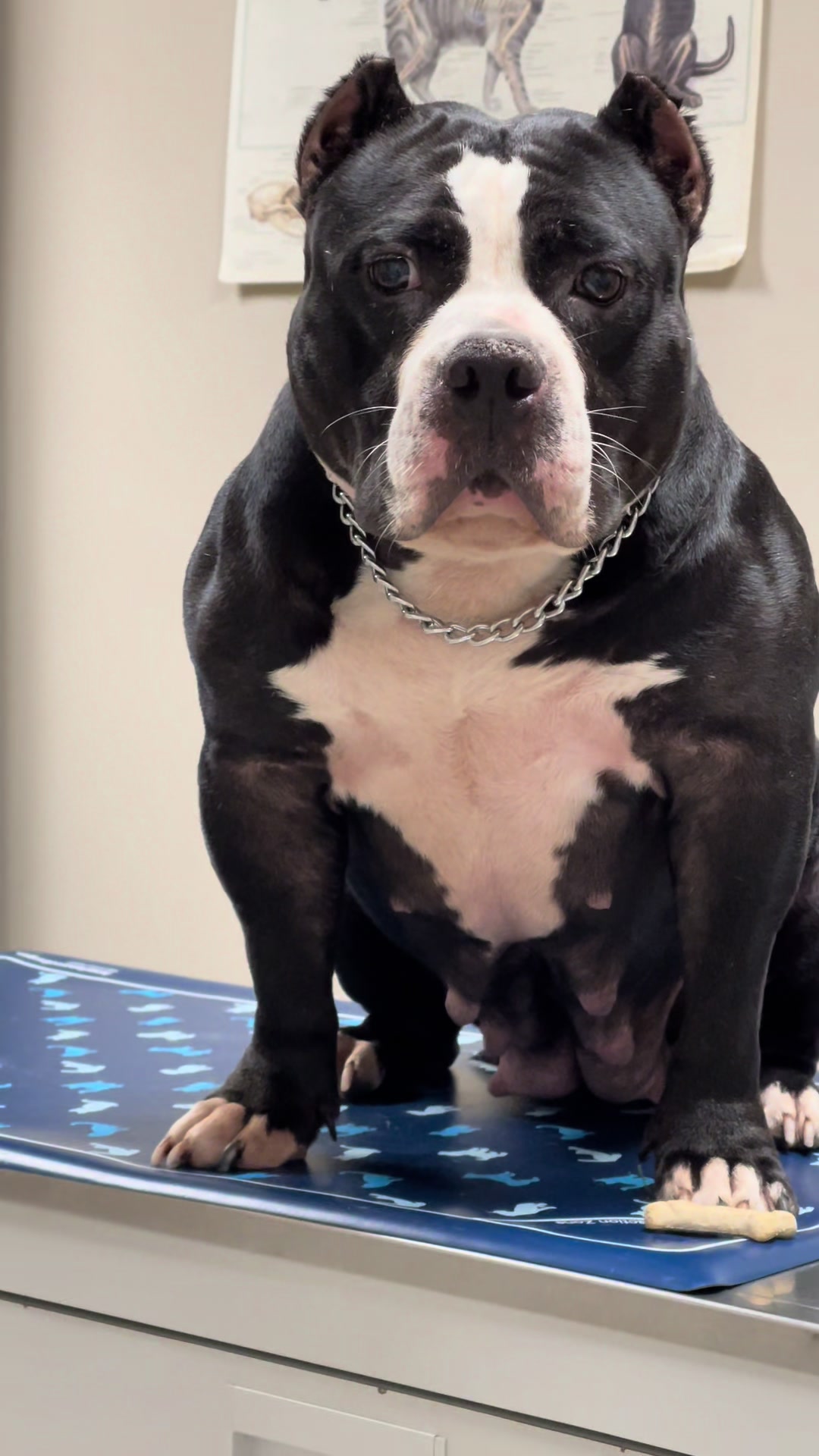 @DogMane Tae HumBull Kennels