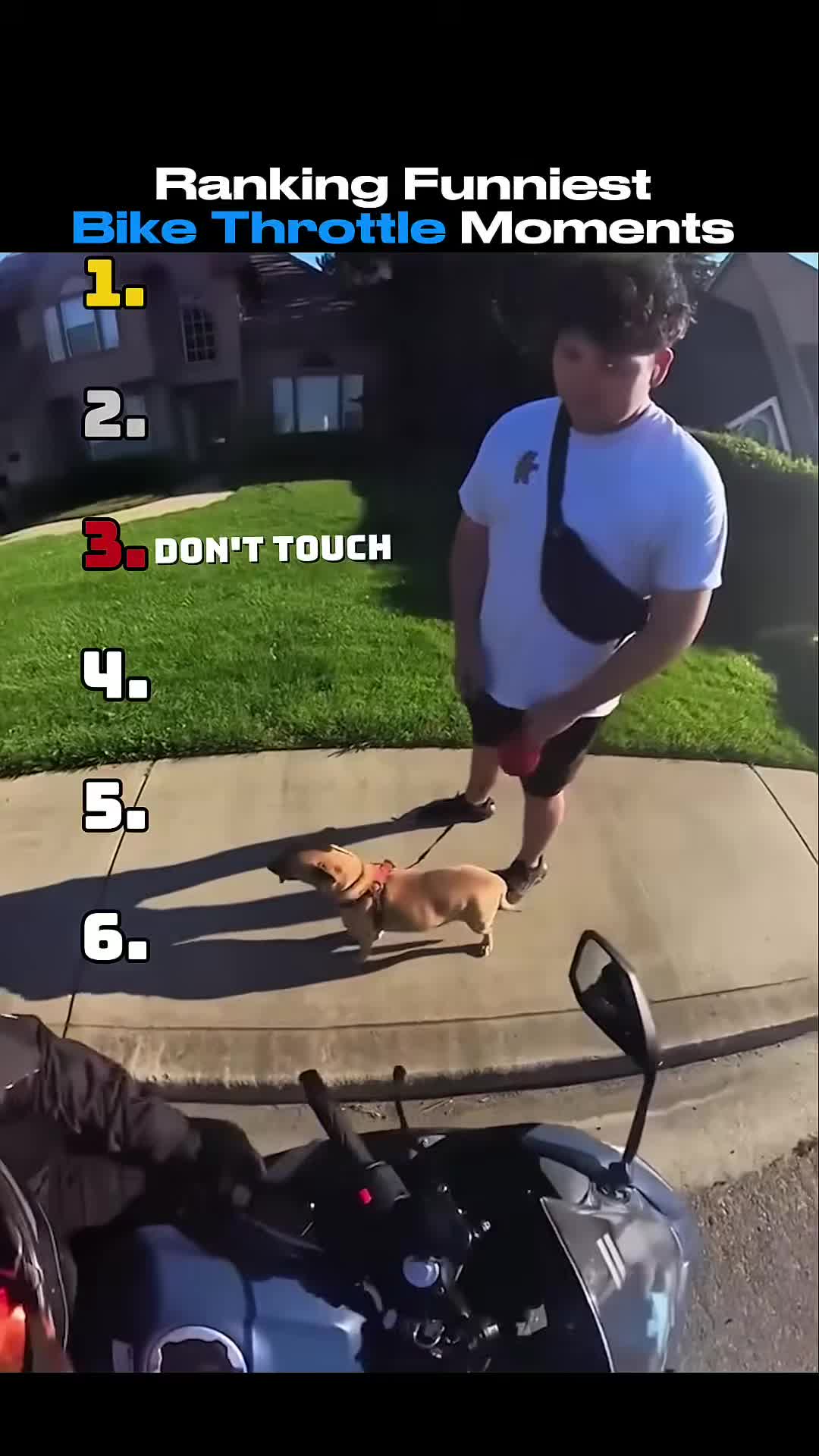 @Dachshunds USA 2024