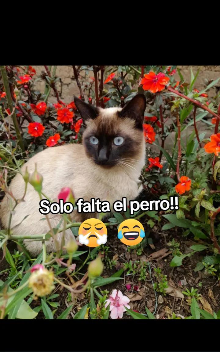 @✨️💞Silvita Leon💞💫