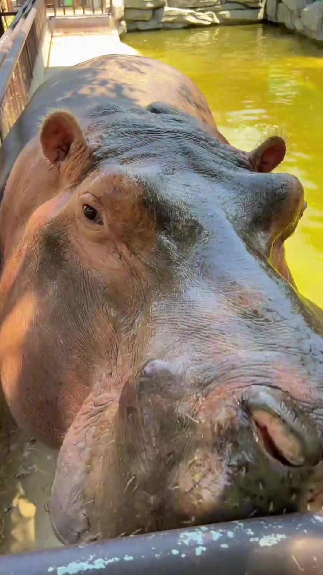 @Hippo