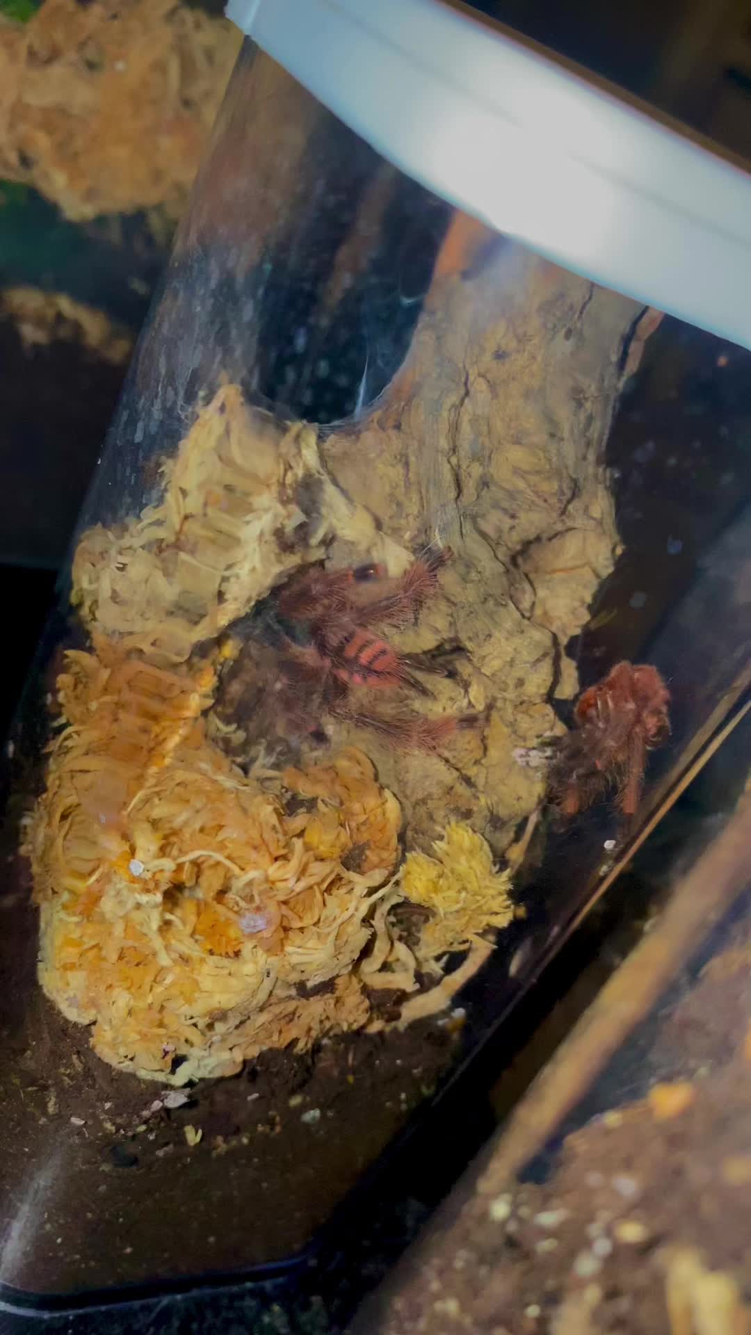 @vidaexotic_tarantulas