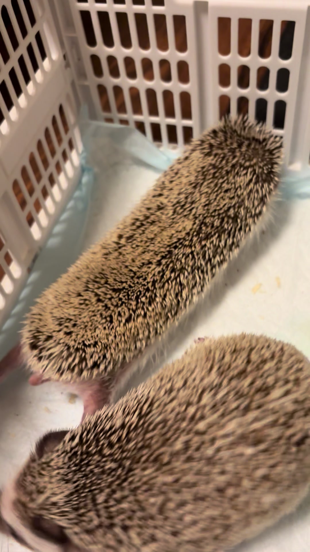 @我が家のハリネズミ🦔