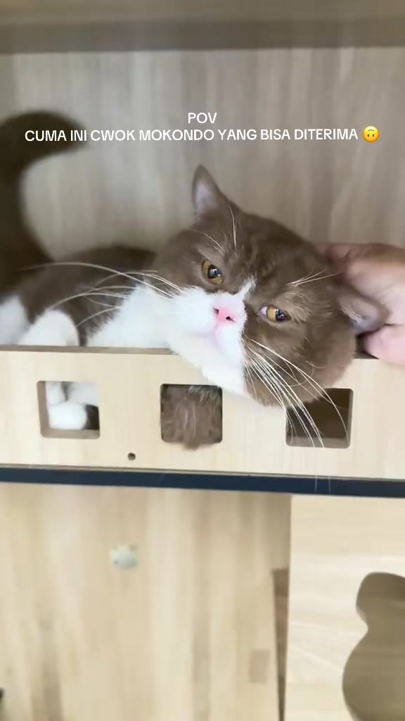 @Luskyocat