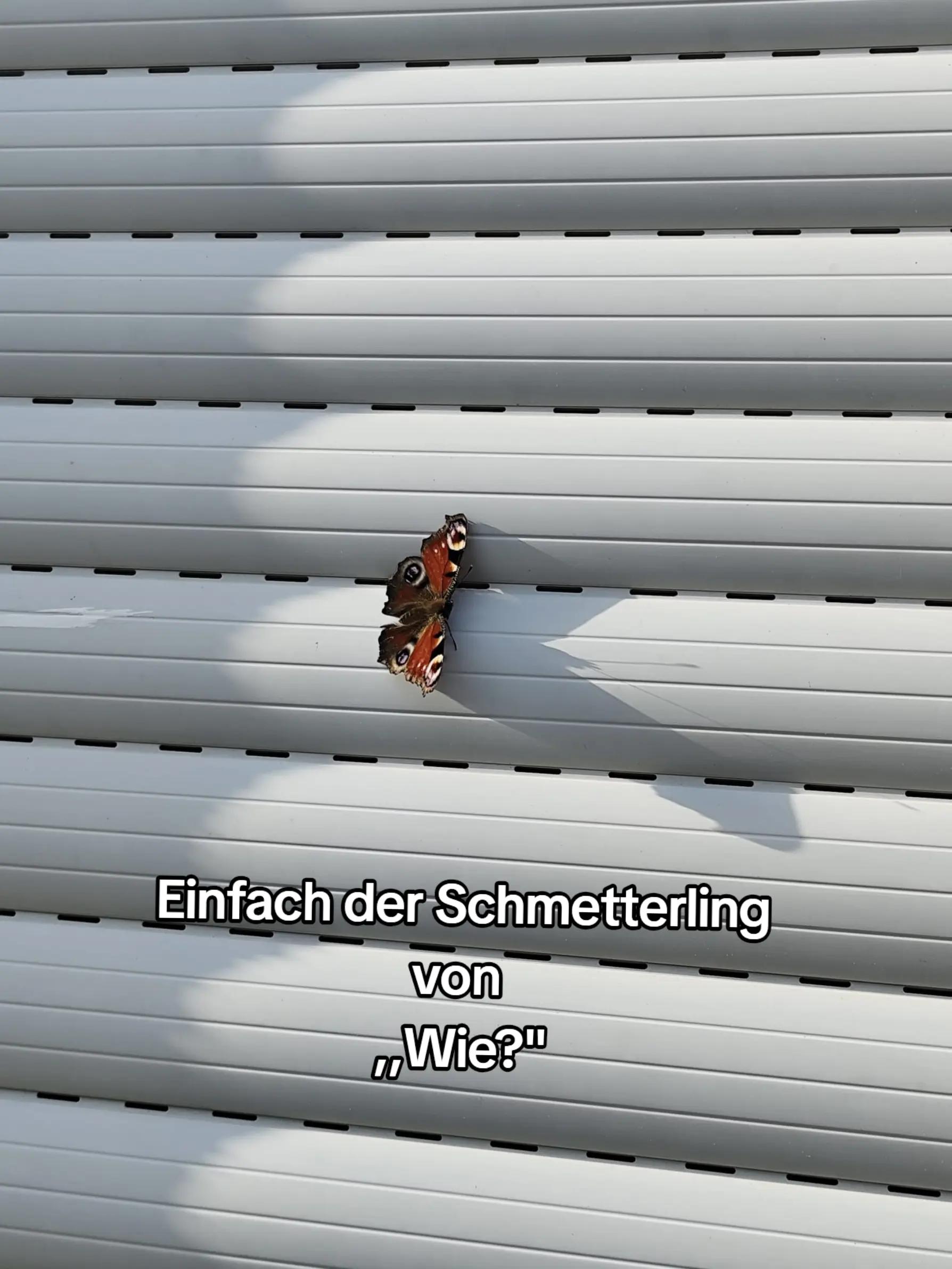 @𝐋𝐢𝐥𝐥𝐲ྀི (𝐅𝐚𝐧𝐏𝐚𝐠𝐞)