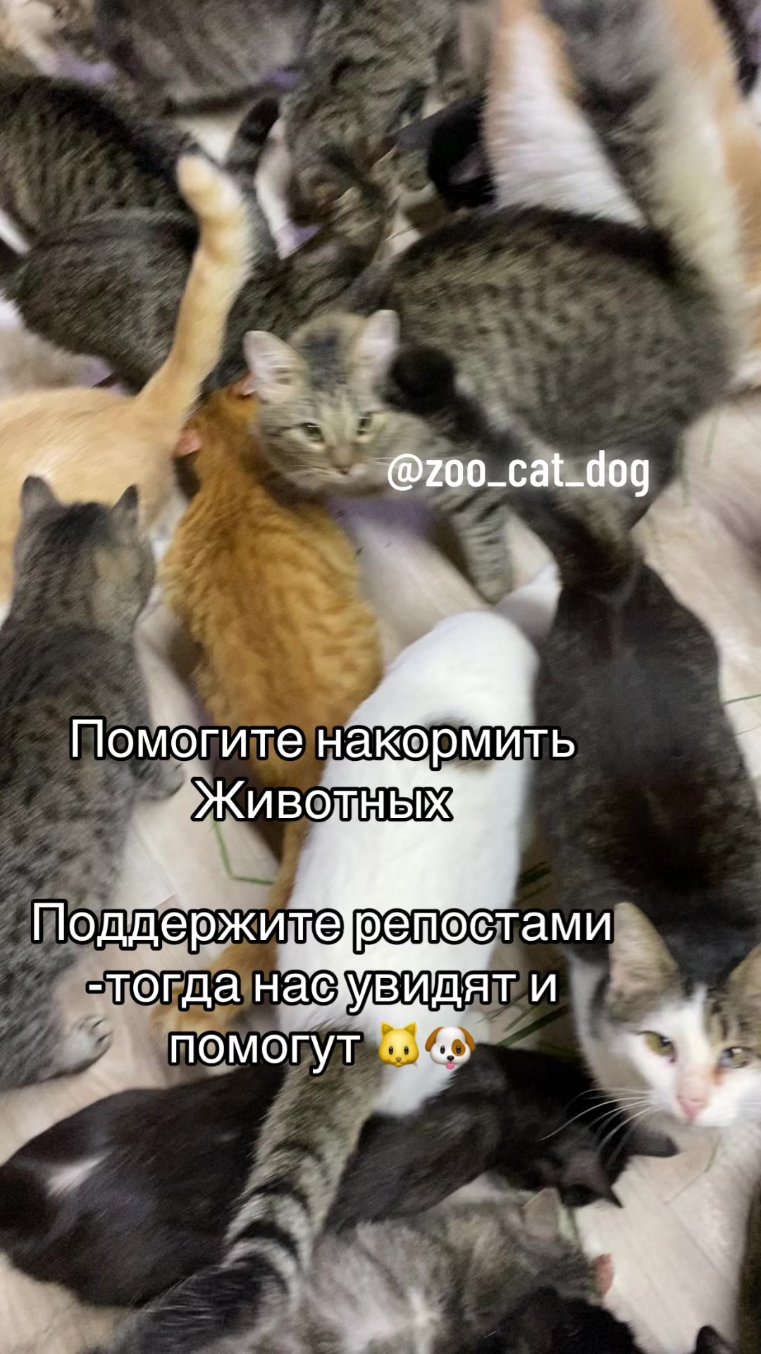 @zoo_cat_dog