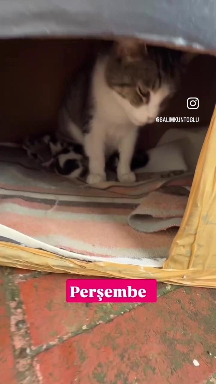 @Salim Kuntoğlu