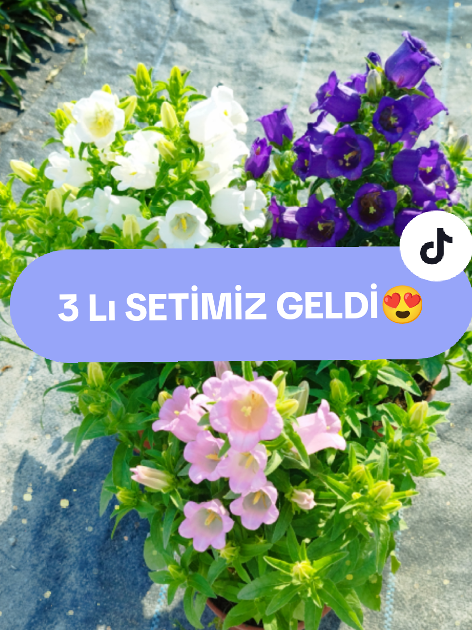 @Lotus bitki satışı