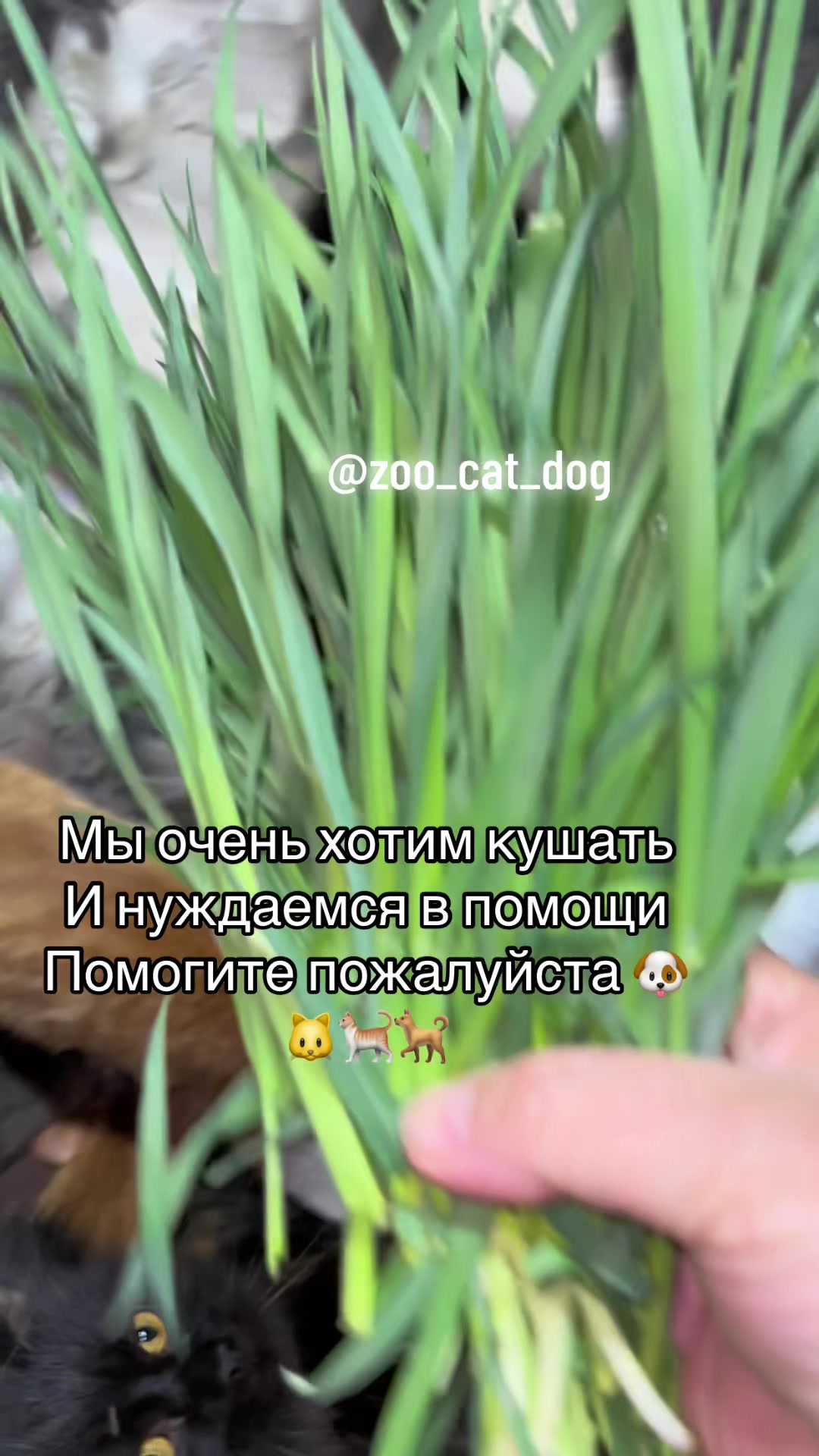@zoo_cat_dog