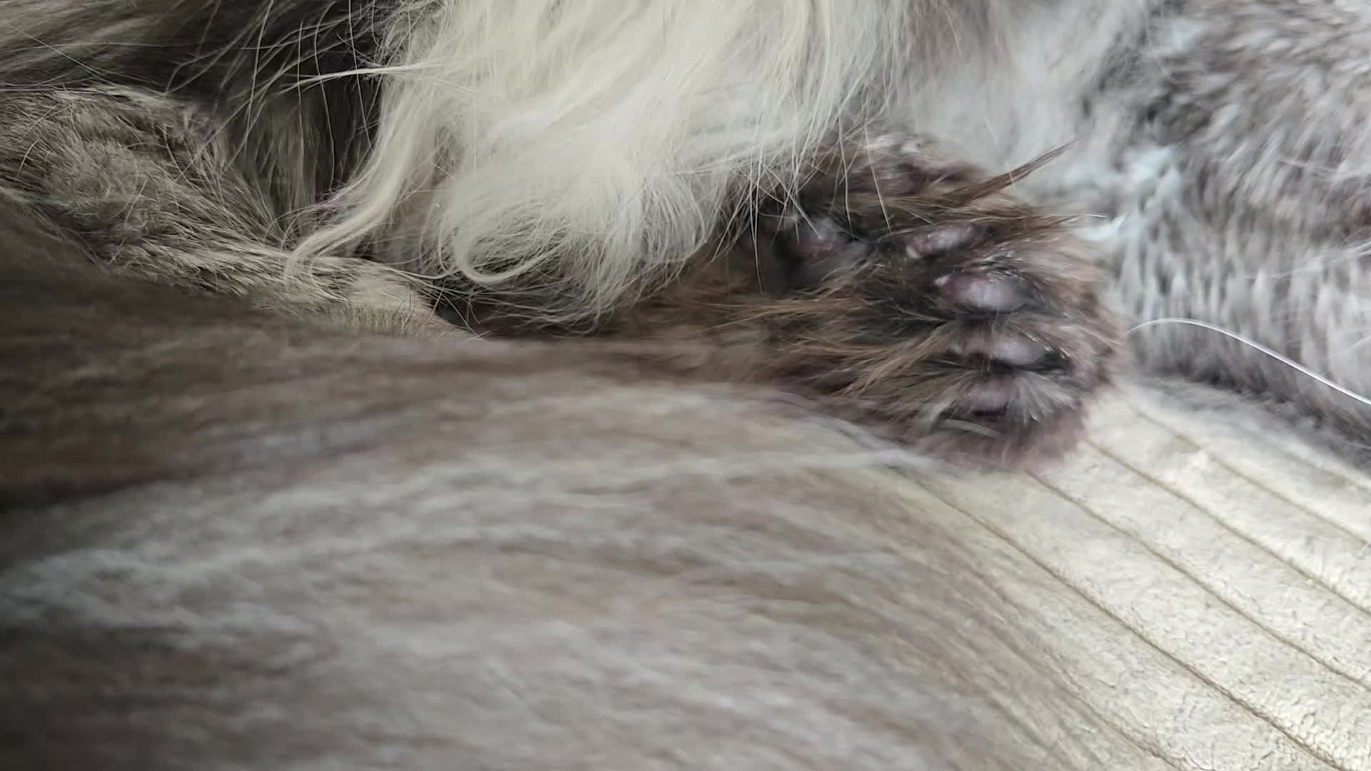 @Leo_the_mainecoon11 instagram