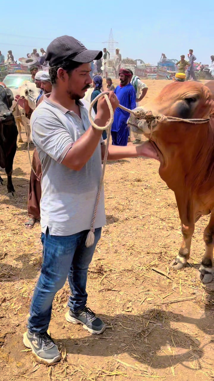 @MS Cattle Farm