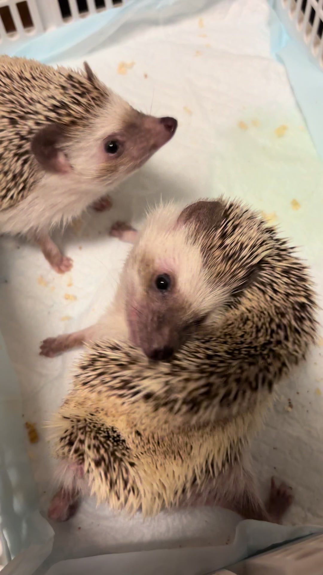 @我が家のハリネズミ🦔
