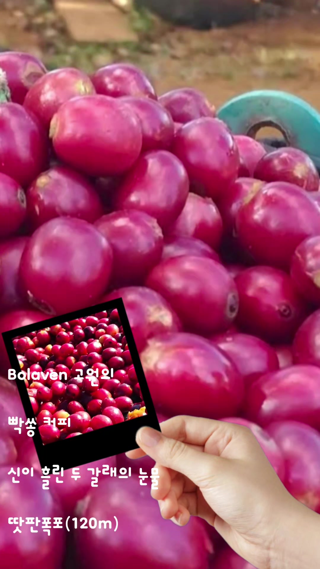 @참파