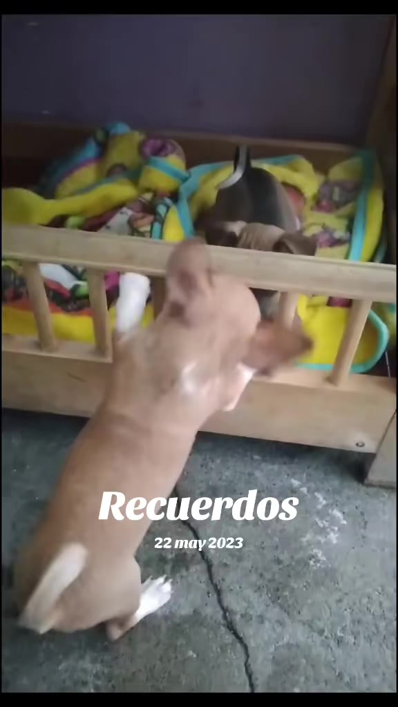 @luiselpollo95