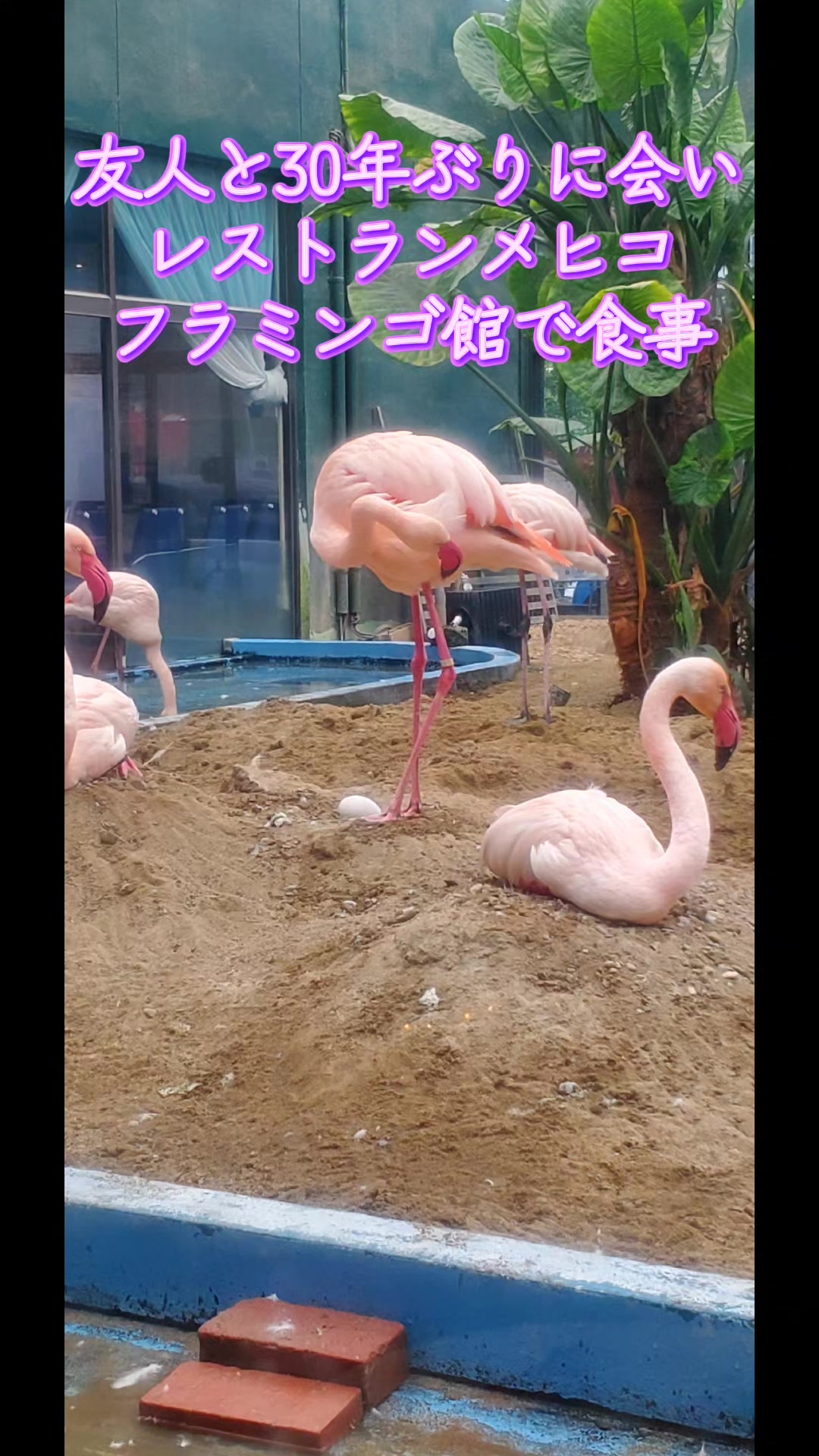 @井坂みどり