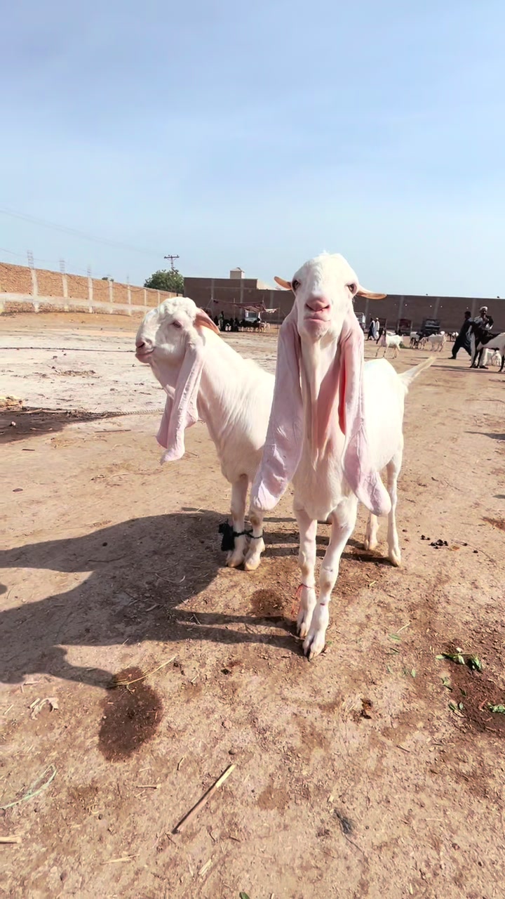 @Shah Goat Farm