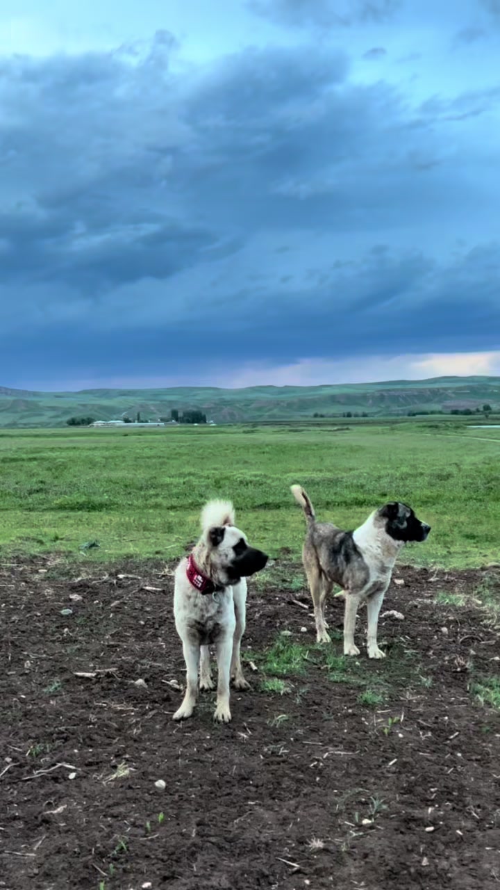 @AKDEMKANGAL