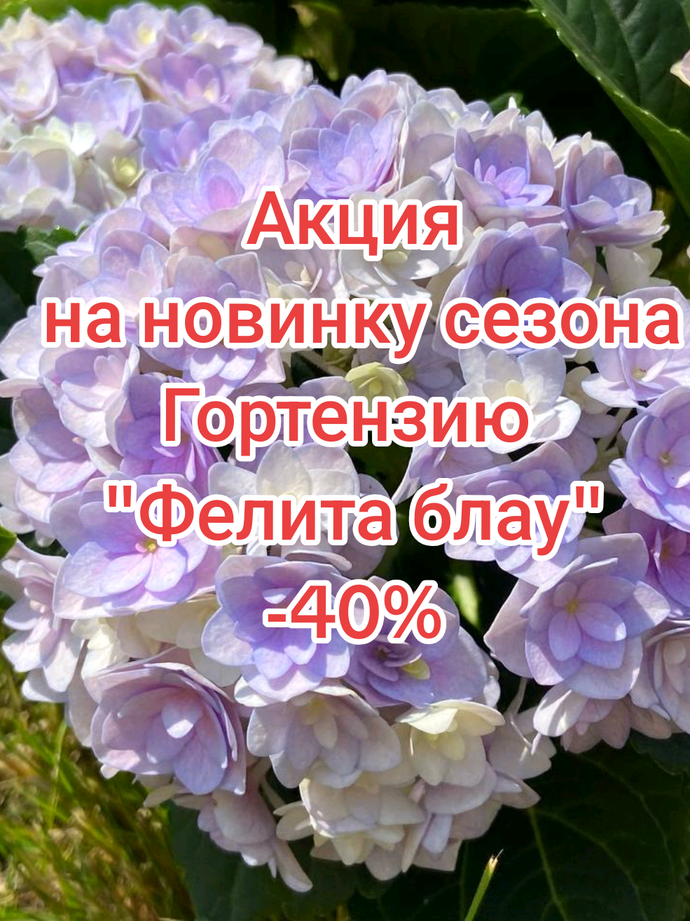 @Интернет-магазин Магия цветов