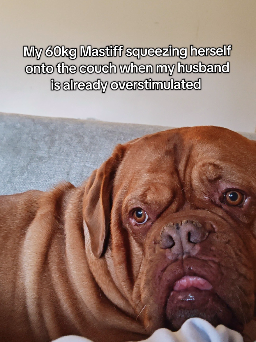 @Diva Dogue Nala
