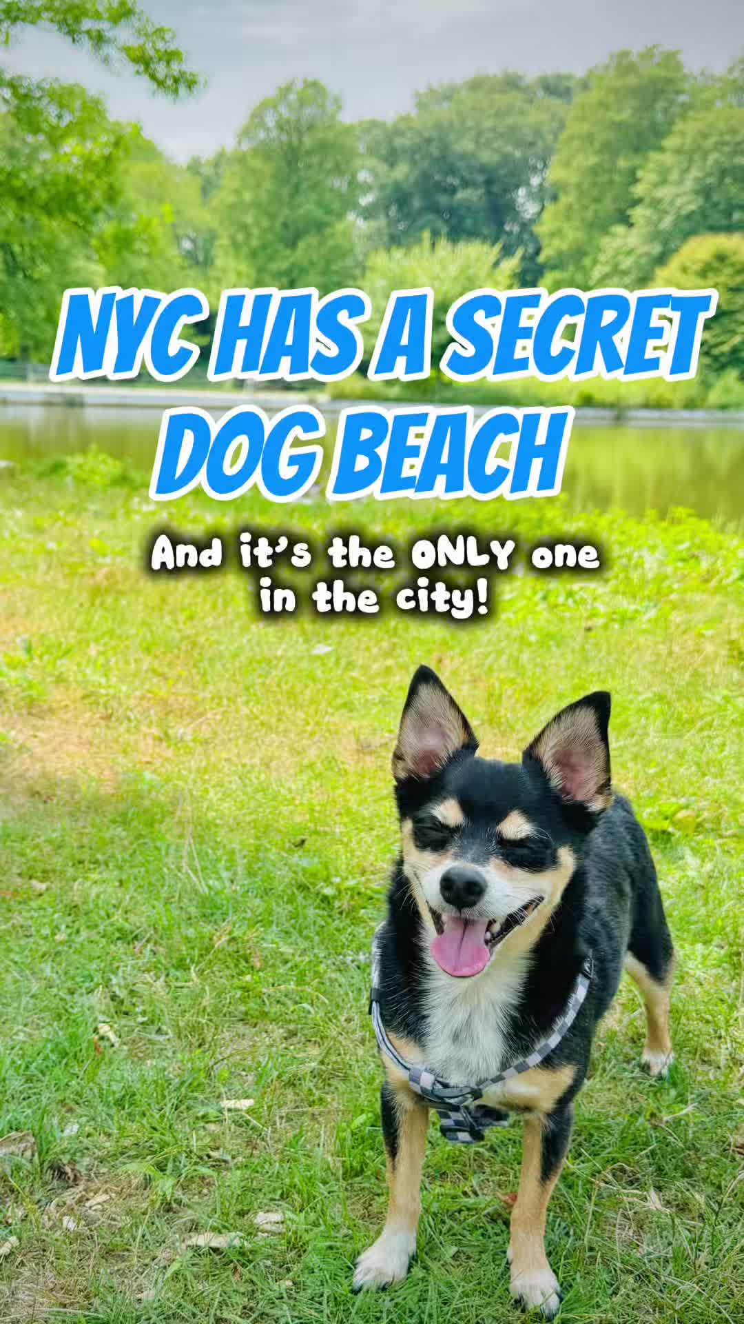 @nycdogadventures