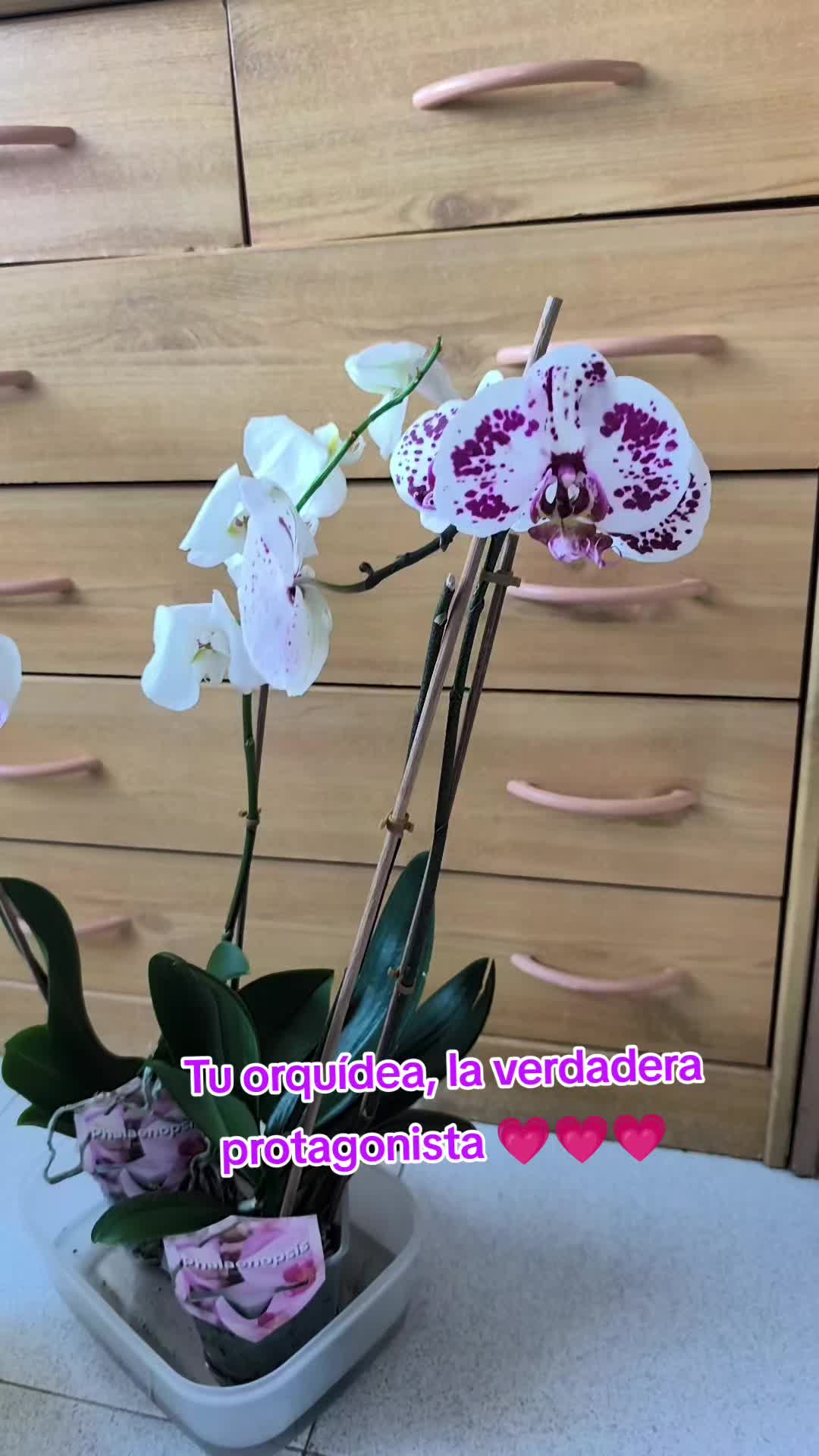 @Yesenia Salazar